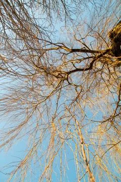 Bare tree branches against a clear blue sky in golden light Stock Photos