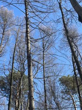 Bare tree branches against a clear blue sky in winter, creating a natural b.. Stock Photos