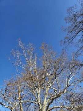 Bare tree branches against clear blue sky Stock Photos