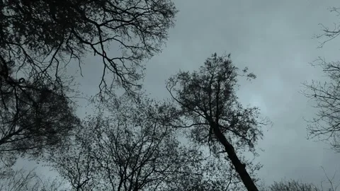 Bare tree branches against a cloudy grey sky for a moody nature background or Stock-Footage 347152678
