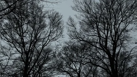 Bare tree branches against a cloudy grey sky in winter for a moody natural Stock Footage 347152811