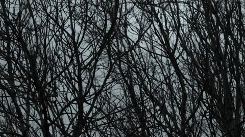 Bare tree branches against a cloudy grey sky for a moody winter nature Stock-Footage 347153021