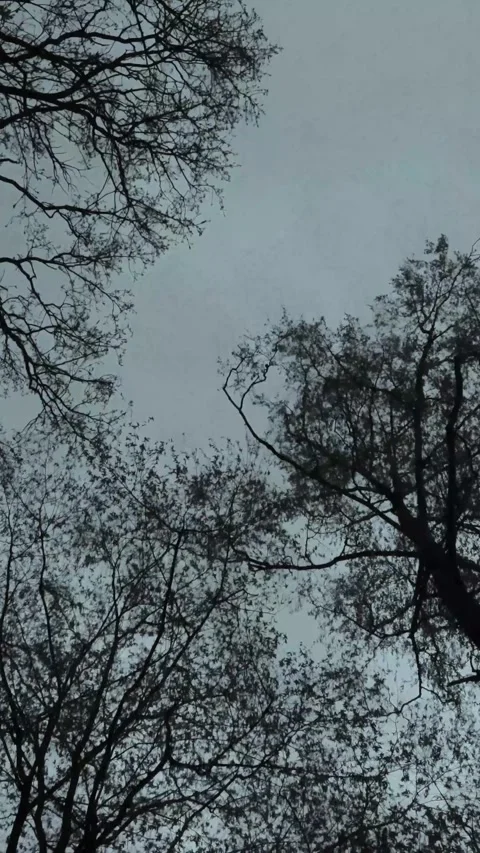Bare tree branches against a cloudy grey sky for a moody nature background or Video stock 347154631