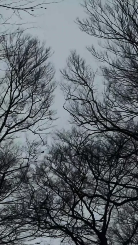 Bare tree branches against a cloudy grey sky in winter for a moody natural Stock-Footage 347154706