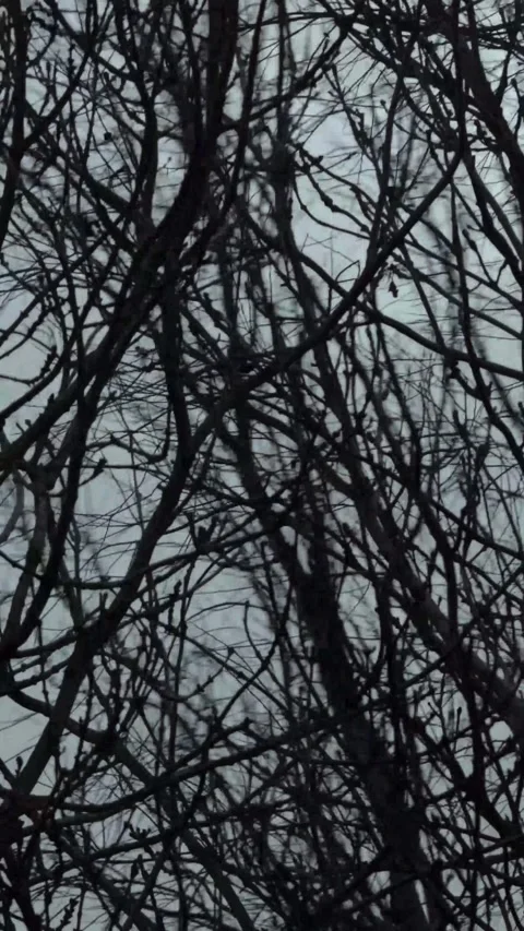 Bare tree branches against a cloudy grey sky for a moody winter nature Stock-Footage 347154732