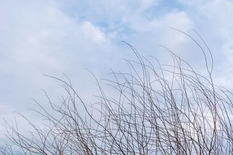 Bare Tree Branches Against Cloudy Sky Foto stock