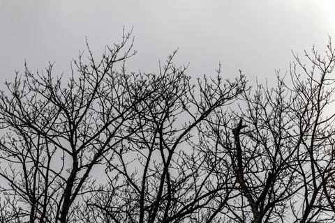 Bare tree branches against cloudy sky Stock Photos