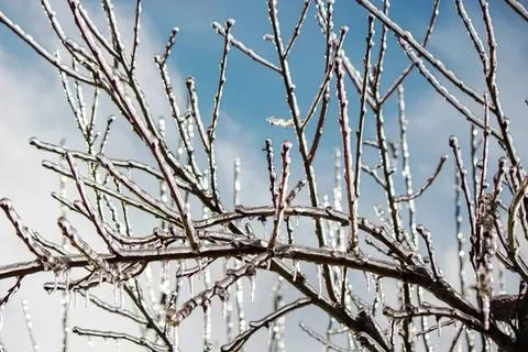 Bare tree branches against a cloudy winter sky Stock Photos