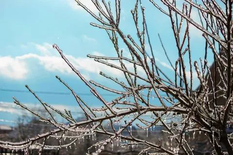 Bare tree branches against a cloudy sky in winter Stock Photos
