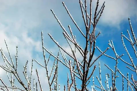 Bare tree branches against cloudy sky in winter Stock Photos