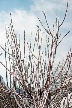 Bare tree branches against cloudy sky in winter Stock Photos