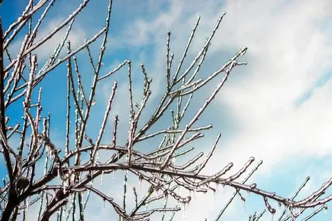 Bare tree branches against cloudy sky on a winter day Stock Photos