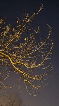 Bare tree branches against a deep blue evening sky background Foto stock