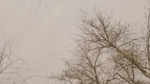 Bare Tree Branches Against Hazy Sky at Summer Palace, Beijing, China Stock Footage 345687494
