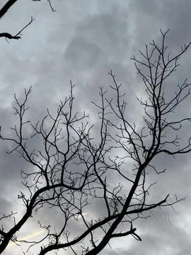 Bare Tree Branches Against Heavy Gray Sky Stock-Fotos