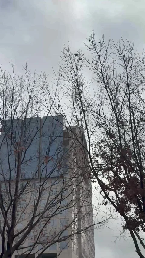 Bare Tree Branches Against Modern Building and Gray Sky Stock Footage 344596575
