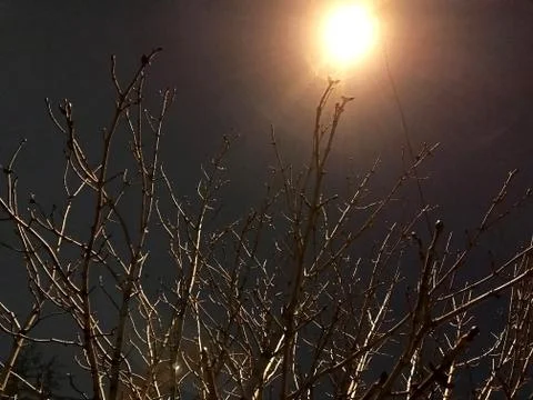 Bare tree branches against the night sky. Stock Photos