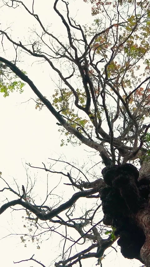 Bare tree branches against pale sky Stock Footage 333499905