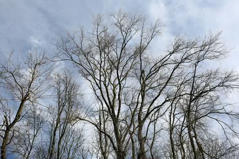 Bare tree branches against the sky. Stock Photos