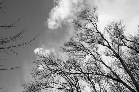 Bare tree branches against the sky. Stock Photos