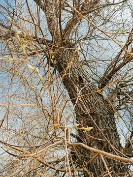 Bare Tree Branches Against Sky Spring Buds Nature Background Foto stock