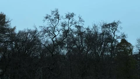 Bare tree branches against a twilight sky for a moody nature background or Stock Footage 347152888