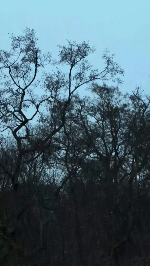 Bare tree branches against a twilight sky for a moody nature background or Video stock 347154657