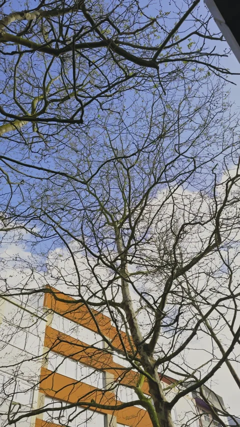 Bare Tree Branches Against Urban Building Video stock 276332568
