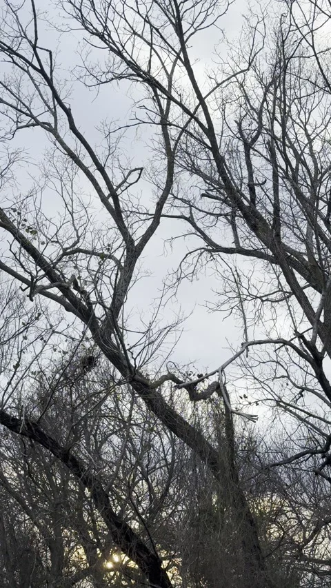 Bare Tree Branches Against Winter Sky Видео 344807493