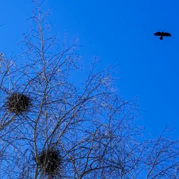 Bare tree branches and a large group of birds, flying against blue sky. Flyin Stock Photos