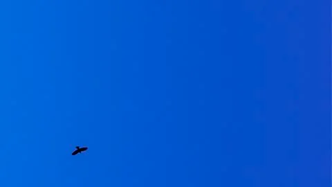 Bare tree branches and a large group of birds, flying against blue sky. Flying Stock Photos