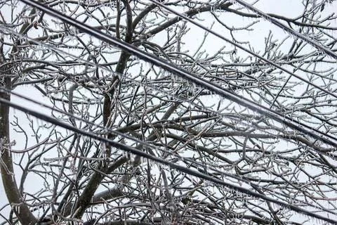 Bare tree branches and power lines in winter Stock Photos