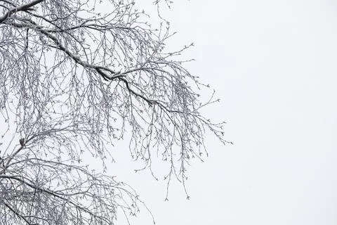 Bare tree branches are under bright sky, abstract natural winter background Stock Photos