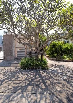 Bare tree branches cast intricate shadows on a concrete courtyard on a sunn.. Stock Photos