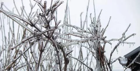 Bare tree branches in a cloudy sky during winter Stock Photos