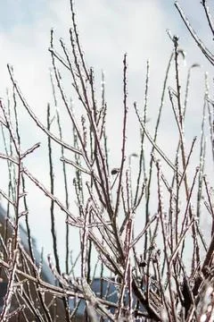 Bare tree branches in a cloudy sky during winter Stock Photos