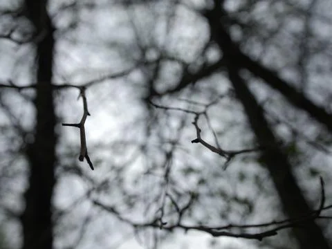 Bare tree branches in cloudy weather Stock Photos