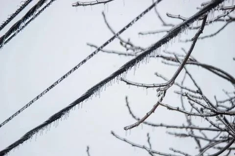 Bare tree branches on a cloudy winter sky Stock Photos