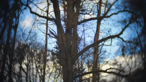 Bare tree branches with clumps of green mistletoe against a blue winter sky.  Stock Footage 326161749