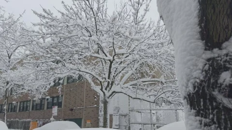 Bare Tree Branches Coated in Snow Against Grey Sky, Brooklyn, Blizzard 動画素材 329888797