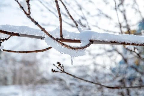Bare tree branches covered with fresh white snow and a delicate melting ici.. Stock Photos