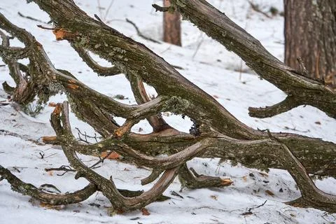 Bare tree branches covered with lichen lying on white snow, representing wi.. Stock Photos