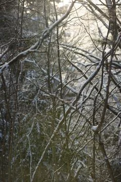 Bare tree branches covered with light snow in a quiet winter forest. Stock Photos