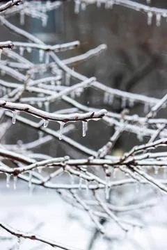 Bare tree branches covered in snow in winter scene Stock Photos