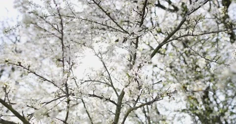 Bare tree branches covered with white flowers Stock Footage 130434362