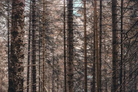 Bare   tree   branches   in   a   dense   forest Stock Photos
