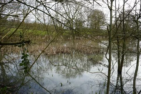 Bare Tree Branches, Dried Reeds, And Reflections In A Still Pond, Wessington, Stock Photos