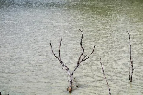 Bare Tree Branches Emerging from Calm Water Surface at Shoreline Stock Photos