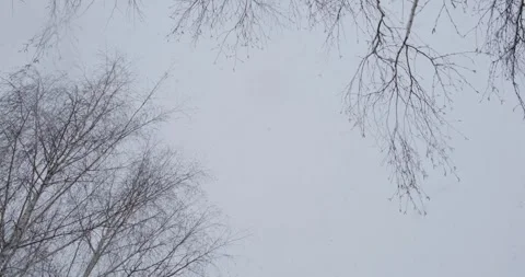 Bare tree branches extend against a cloudy winter sky as snowflakes gently fall Видео 254516899