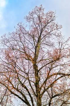 Bare tree branches with a few remaining leaves against a cloudy sky Stock Photos